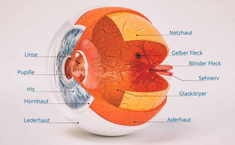 Aufbau Und Funktion Des Auges Augenklinik